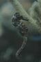 Seahorses - Longsnout Seahorse - Hippocampus reidi