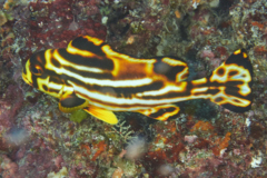 Grunts - Oriental Sweetlips - Plectorhinchus orientalis