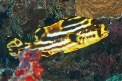 Grunts - Oriental Sweetlips - Plectorhinchus orientalis