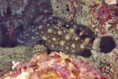 Groupers - Whitespotted Grouper - Epinephelus caeruleopunctatus