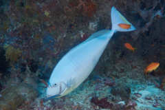 Surgeonfish - Sleek Unicornfish - Naso hexacanthus