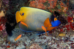 Angelfish - Blue-faced Angelfish - Pomacanthus xanthometopon