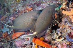 Rabbitfish - Stellate Rabbitfish - Siganus stellatus