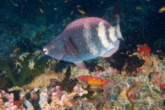 Parrotfish - Bartail Parrotfish - Scarus caudofasciatus
