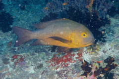 Snappers - Midnight Snapper - Macolor macularis