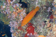 Groupers - Coral Grouper - Cephalopholis miniata