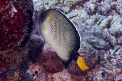 Angelfish - Smoke Angelfish - Apolemichthys xanthurus