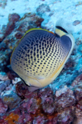 Butterflyfish - Peppered butterflyfish - Chaetodon guttatissimus