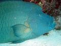 Wrasse - Humphead Wrasse - Cheilinus undulatus