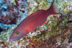 Wrasse - Cheek-lined Splendour Wrasse - Cheilinus digrammus