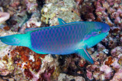 Parrotfish - Bullethead parrotfish - Chlorurus sordidus