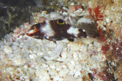 Wrasse - Checkerboard Wrasse - Halichoeres hortulanus