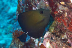 Surgeonfish - Brushtail tang - zebrasoma scopas