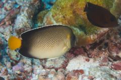 Angelfish - Smoke Angelfish - Apolemichthys xanthurus