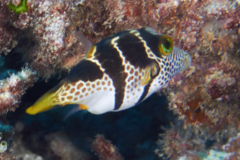 Pufferfish - Blacksaddled Toby - Canthigaster valentini