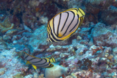 Butterflyfish - Scrawled Butterflyfish - Chaetodon meyeri