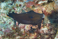 Surgeonfish - Brushtail tang - zebrasoma scopas