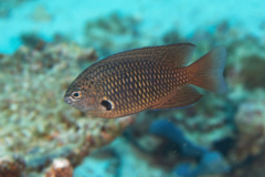 Damselfish - Indian Damselfish - Pomacentrus indicus