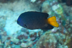 Damselfish - Philippine Damselfish - Pomacentrus philippinus