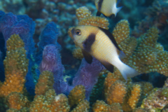 Damselfish - Cloudy Dascyllus - Dascyllus carneus