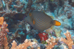 Triggerfish - Orange-striped Triggerfish - Balistapus undulatus