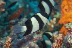 Damselfish - Banded Damselfish - Dascyllus aruanus