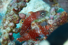 Wrasse - Rare Wrasse - Macropharyngodon bipartitus bipartitus