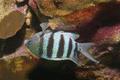 Damselfish - Sergeant Major - Abudefduf saxatilis