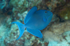 Triggerfish - Blue Triggerfish - Pseudobalistes fuscus