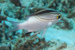 Breams - Two-lined Monocle Bream - Scolopsis bilineata