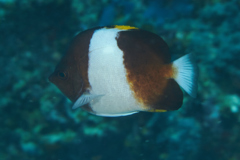 Butterflyfish - Brown-and-white Butterflyfish - Hemitaurichthys zoster