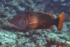 Emperors - Orange-finned Emperor - Lethrinus erythracanthus