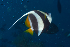 Butterflyfish - Schooling Bannerfish - Heniochus diphreutes