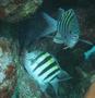 Damselfish - Sergeant Major - Abudefduf saxatilis