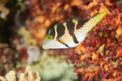 Pufferfish - Blacksaddled Toby - Canthigaster valentini