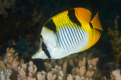 Butterflyfish - Blackwedged butterflyfish - Chaetodon falcula