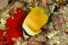 Butterflyfish - Sunburst butterflyfish - Chaetodon kleinii