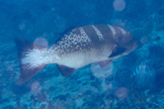 Groupers - Saddle Grouper - Plectropomus laevis