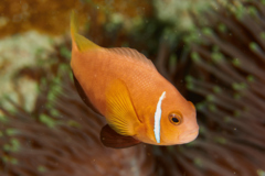 Damselfish - Maldives Anemonefish - Amphiprion nigripes