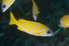 Snappers - Bluelined Snapper - Lutjanus kasmira