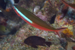 Fusiliers - Dark-banded fusilier - Pterocaesio tile