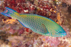 Parrotfish - Quoy's parrotfish - Scarus quoyi