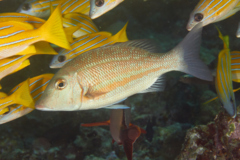 Emperors - Orange-stripe Emperor - Lethrinus obsoletus