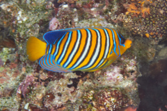 Angelfish - Royal Angelfish - Pygoplites diacanthus