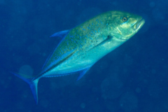 Jacks - Bluefin Trevally - Caranx melampygus