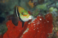 Wrasse - Barred Thicklip Wrasse - Hemigymnus sexfasciatus