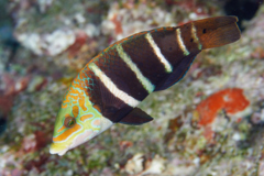 Wrasse - Barred Thicklip Wrasse - Hemigymnus sexfasciatus