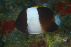 Butterflyfish - Brown-and-white Butterflyfish - Hemitaurichthys zoster