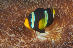 Damselfish - Clark's Anemonefish - Amphiprion clarkii