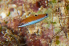 Wrasse - Crescent Wrasse - Thalassoma lunare